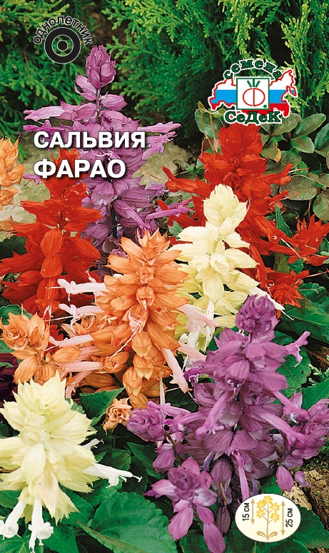 Семена цветов - Сальвия Фарао  0,1 гр.