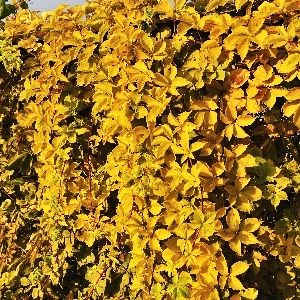 Девичий виноград Йеллоу Волл (Parthenocissus quinquefolia Yellow Wall)