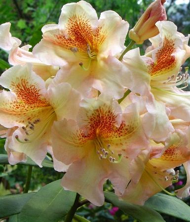 Рододендрон Бернштейн (Rhododendron Bernstein) гибридный