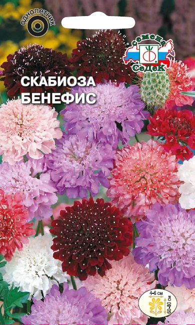 Семена цветов - Скабиоза Бенефис 0,3 г - 2 пакета
